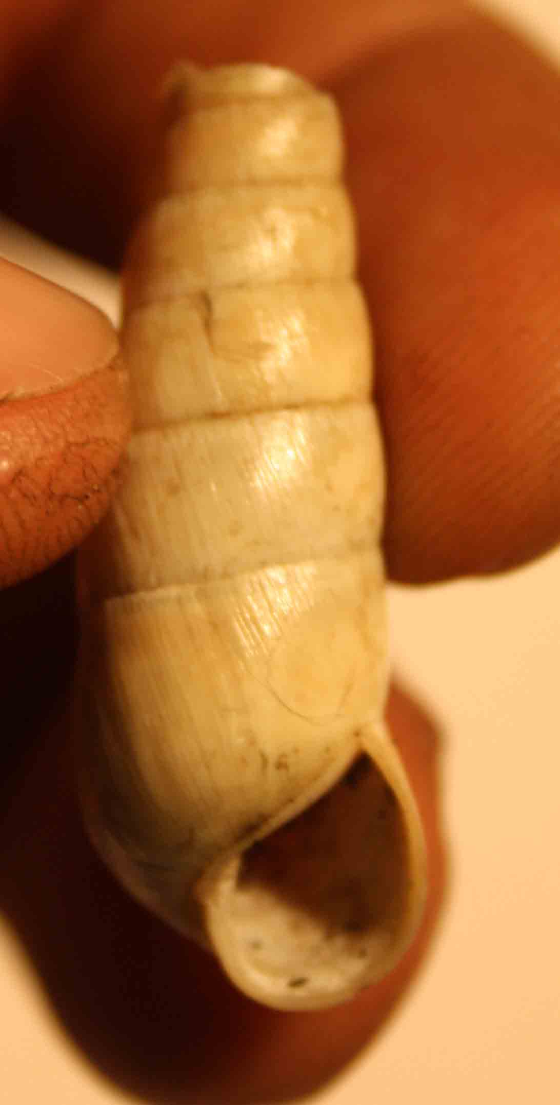 rumina decollata?